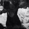 Photo de l'animal n°33138