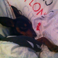 Photo #252399 de Teddy