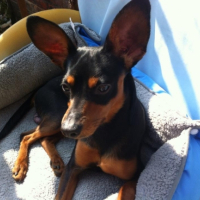 Photo #252400 de Teddy