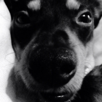 Photo #252401 de Teddy