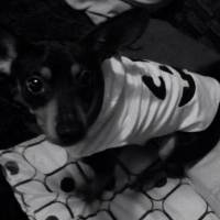 Photo #252402 de Teddy