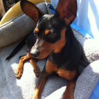 Photo #252403 de Teddy
