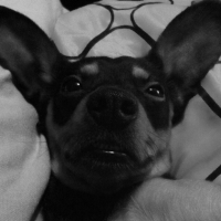 Photo #252404 de Teddy
