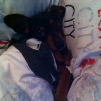 Photo #252405 de Teddy