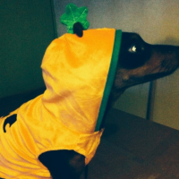 Photo #252406 de Teddy