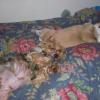 Photo de l'animal n°33149