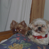 Photo #252474 de chipie