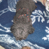 Photo de l'animal n°33149