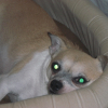 Photo de l'animal n°33149