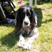 Photo #252518 de oliver