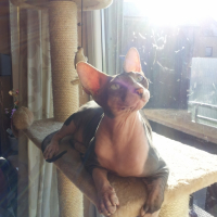Photo #252523 de FIDJY