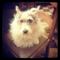 Photo #252540 de snoopy