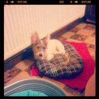 Photo #252541 de snoopy