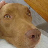 Photo #252559 de FRIPON