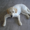 Photo de l'animal n°33184