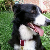 Photo #252567 de LAIKA