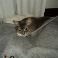 Photo de l'animal n°33186