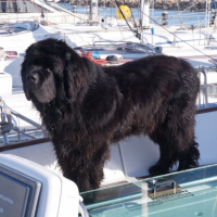 Photo #252689 de COCO