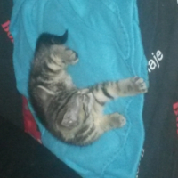 Photo #252732 de lipsy