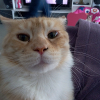 Photo #252829 de Killey'chou