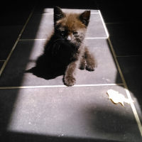 Photo #252870 de Kiwi