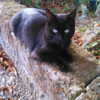 Photo #252875 de Kiwi