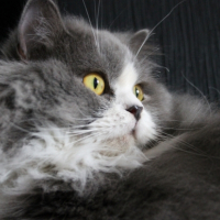 Photo de l'animal n°33267