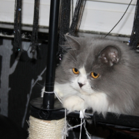 Photo de l'animal n°33267