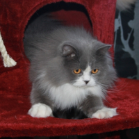 Photo de l'animal n°33267