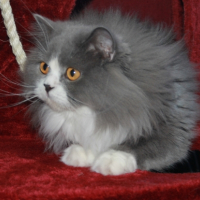 Photo de l'animal n°33267