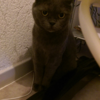 Photo #252900 de Toupie