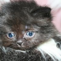 Photo de l'animal n°33267