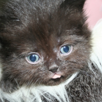 Photo de l'animal n°33267