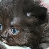 Photo de l'animal n°33267