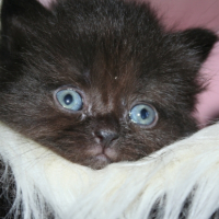 Photo de l'animal n°33267