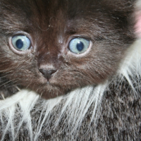 Photo de l'animal n°33267