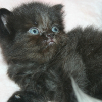 Photo de l'animal n°33267