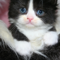 Photo de l'animal n°33267