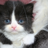 Photo de l'animal n°33267