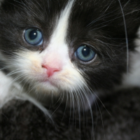 Photo de l'animal n°33267