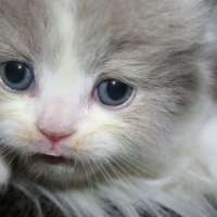 Photo de l'animal n°33267