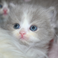 Photo de l'animal n°33267