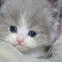 Photo de l'animal n°33267