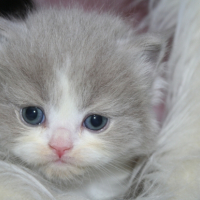 Photo de l'animal n°33267