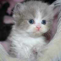 Photo de l'animal n°33267