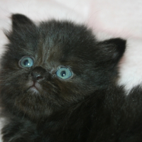 Photo de l'animal n°33267