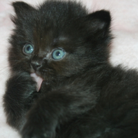 Photo de l'animal n°33267