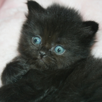 Photo de l'animal n°33267