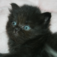 Photo de l'animal n°33267