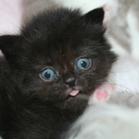 Photo de l'animal n°33267